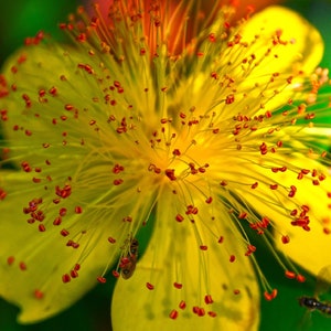 May include: A close-up of a yellow flower with red stamens. The flower is in focus, while the background is blurred.