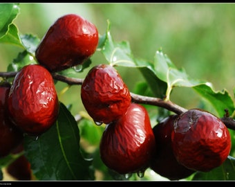 May include: Close-up of red, shiny, and slightly wrinkled jujubes growing on a branch with green leaves.