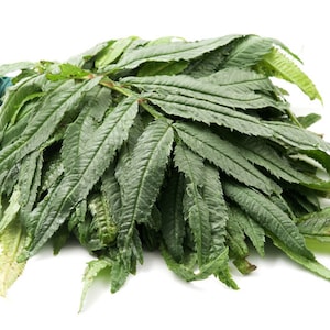 200 Huacatay Seeds Black Mint | Peruvian Herb (Tagetes Minuta) | Medicinal & Culinary Herb