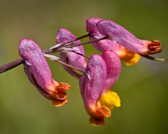 Rock Harlequin {Corydalis sempervirens} First Year Flowering | Pale Pastels | 50 seeds Free Shipping!