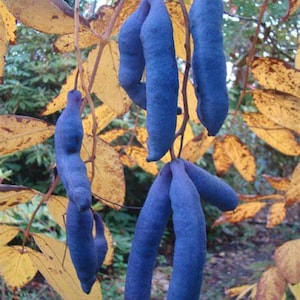 Blue Sausage Fruit Shrub {Decaisnea fargesii} Organic | Sweet Tasting Edible | High Yield | Easy Grow | 10 seeds Free Shipping!