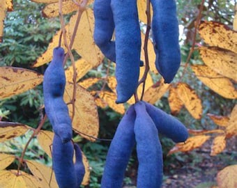 Blue Sausage Fruit Shrub {Decaisnea fargesii} Organic | Sweet Tasting Edible | High Yield | Easy Grow | 10 seeds Free Shipping!