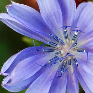 Chicory 1000+ Seeds {Cichorium Intybus} | Blue Dandelion | Heirloom | NON GMO | Perennial Herb & Coffee Substitute Free US Shipping!