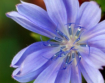 Chicory 1000+ Seeds {Cichorium Intybus} | Blue Dandelion | Heirloom | NON GMO | Perennial Herb & Coffee Substitute Free US Shipping!