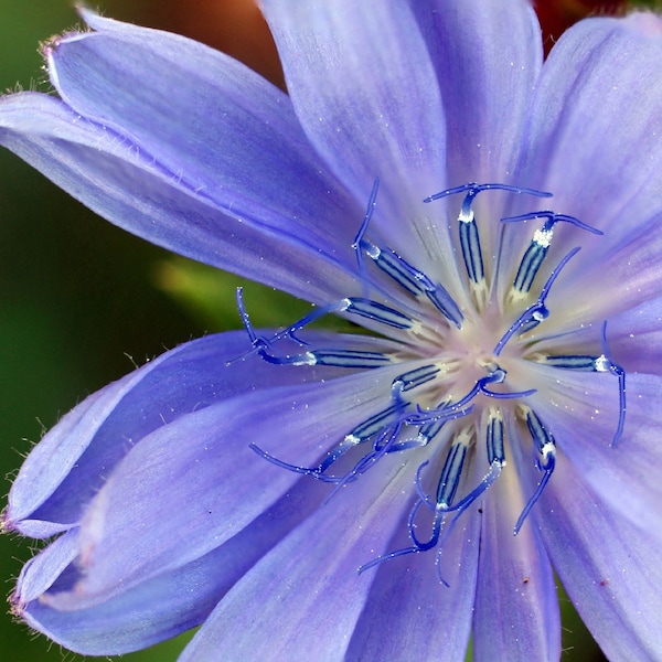 Chicory 1000+ Seeds {Cichorium Intybus} | Blue Dandelion | Heirloom | NON GMO | Perennial Herb & Coffee Substitute Free US Shipping!