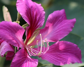 Hawaiian Orchid Tree {Bauhinia purpurea} Exotic Showy Blooms | Bonsai | Container | Fast Growing | 10 Untreated seeds Free U.S. Shipping!