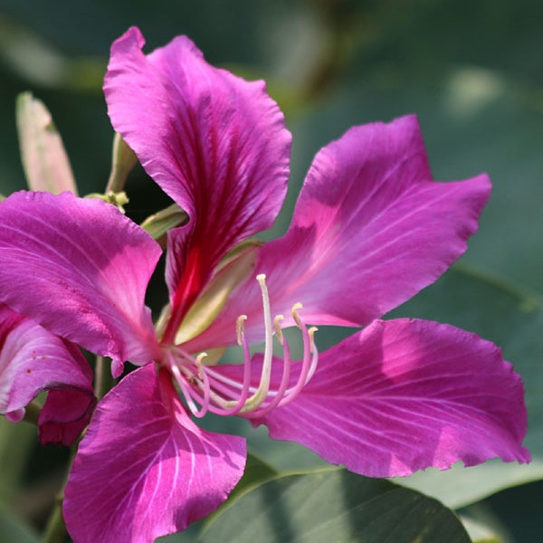 Hawaiian Orchid Tree {Bauhinia purpurea} Exotic Showy Blooms | Bonsai | Container | Fast Growing | 10 Untreated seeds Free U.S. Shipping!