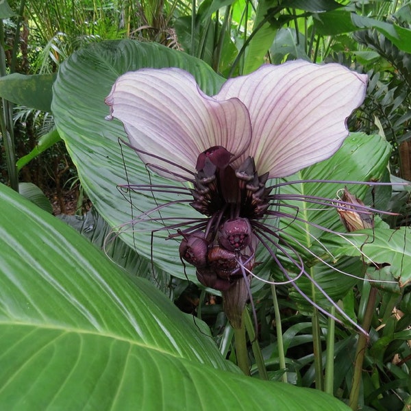 White Bat Flower {Tacca integrifolia} Rare Exotic | Stunning Blooms | Greenhouse Perennial | 5 seeds 2023 Harvest Free Shipping!