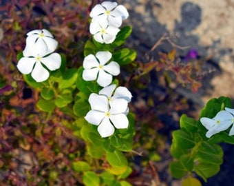 Plus de 100 graines de pervenche blanche (Vinca rosea Little Blanche) fleurs COUVERTURE DE SOL