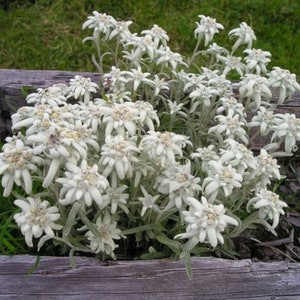 May include: A cluster of white edelweiss flowers with fuzzy, silver-green leaves. The flowers are blooming in a natural setting, growing out of a wooden log.