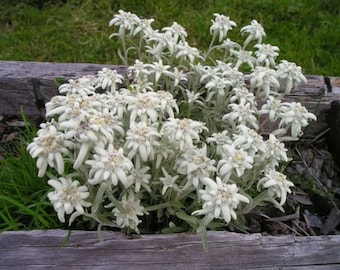 200+ Edelweiss Herb Seeds: White Perennial Alpine Rock Flowers (Leontopodium Alpinum)