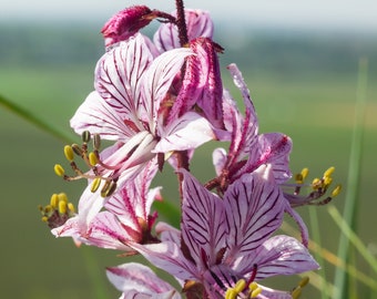 Red Gas Plant {Dictamnus var. rubra} Natures' Wonder Perennial | Showy Blooms| Cutting Favorite | 10 seeds Free Shipping! US seller