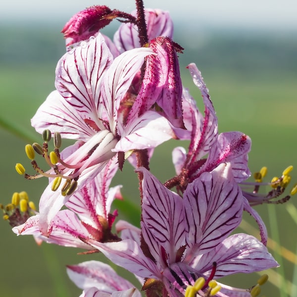 Red Gas Plant {Dictamnus var. rubra} Natures' Wonder Perennial | Showy Blooms| Cutting Favorite | 10 seeds Free Shipping! US seller