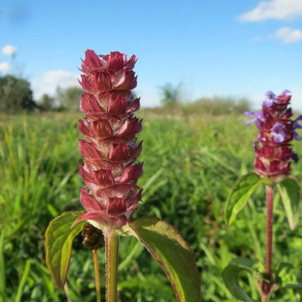 Heart of the Earth {Prunella Vulgaris} 200+ seeds | Edible | Herbal | Medicinal Free Shipping!