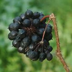 Ginseng Siberiano Orgánico / Cosecha 2025 {Eleutherococcus senticosus} Planta Herbal / Cero Desperdicio / 20 semillas / ¡Envío Gratis!