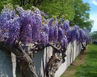 Japanese Wisteria {Wisteria floribunda} Fragrant Showy Purple Flowering Vine | Fast Growing  Bonsai | Trains Easily  10 seeds Free Shipping!