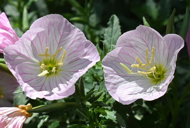 500 Pink Showy Evening Primrose Seeds A Perennial Medicinal Etsy