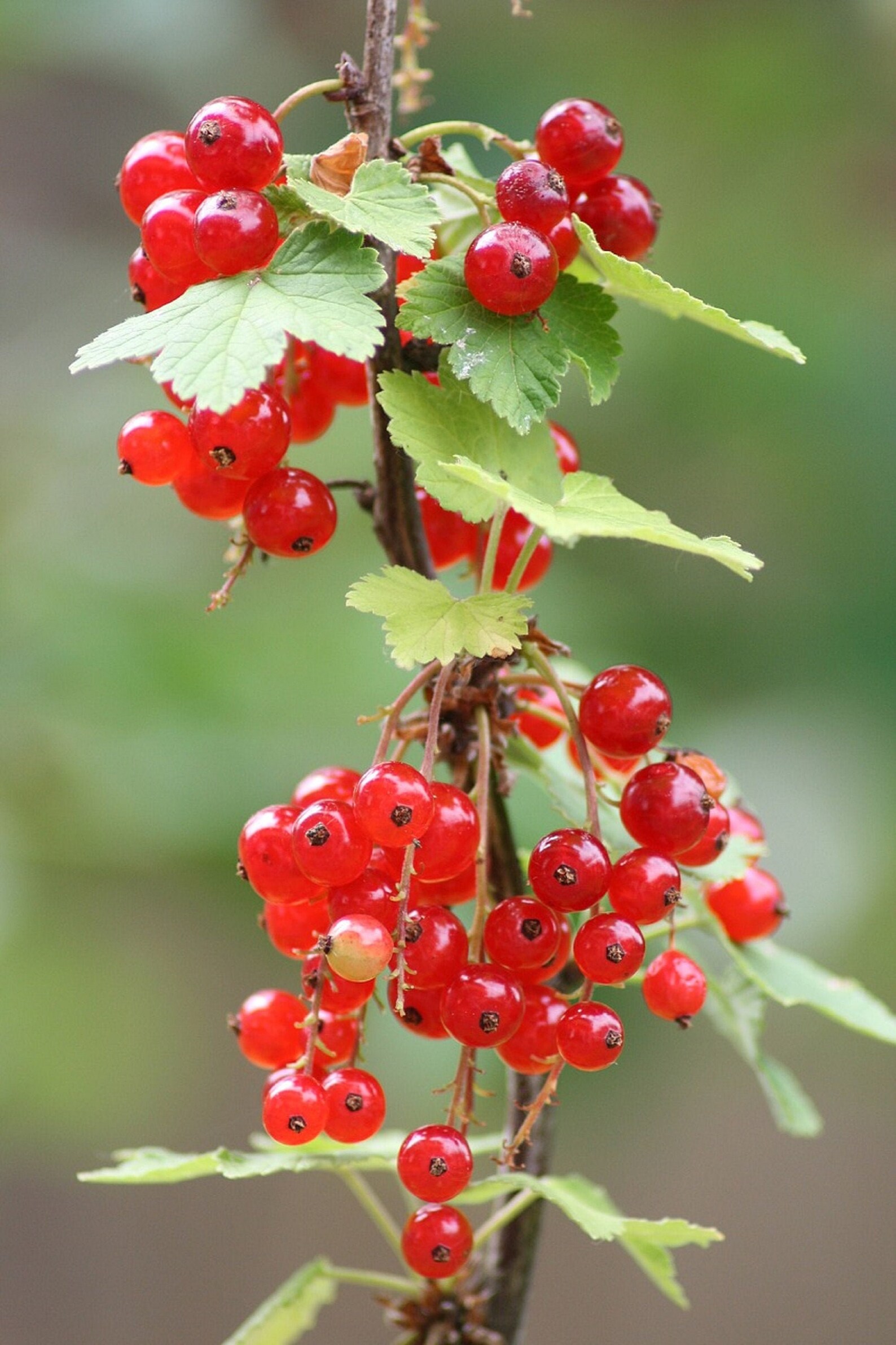 30 Red Wax Currant Berry Seeds Edible Heirloom Fruit Flower Etsy