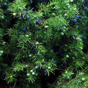 One Seed Juniper Sacred Tree Juniperus monosperma Evergreen Medicinal Perennial 5 seeds FREE SHIPPING image 3