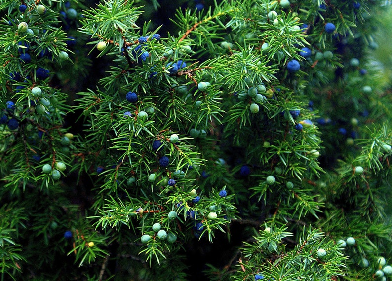 One Seed Juniper Sacred Tree Juniperus monosperma Evergreen Medicinal Perennial 5 seeds FREE SHIPPING image 3