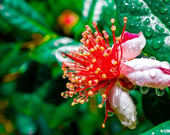 Dwarf Pineapple Guava tree {Feijoa sellowiana} Edible fruits and flowers | Showy blooms | 10+ seeds Free Shipping!  US seller US seed