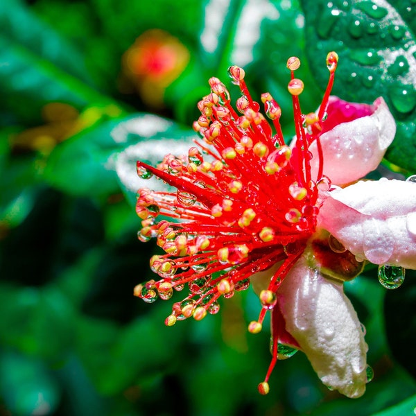 Dwarf Pineapple Guava tree {Feijoa sellowiana} Edible fruits and flowers | Showy blooms | 10+ seeds Free Shipping!  US seller US seed