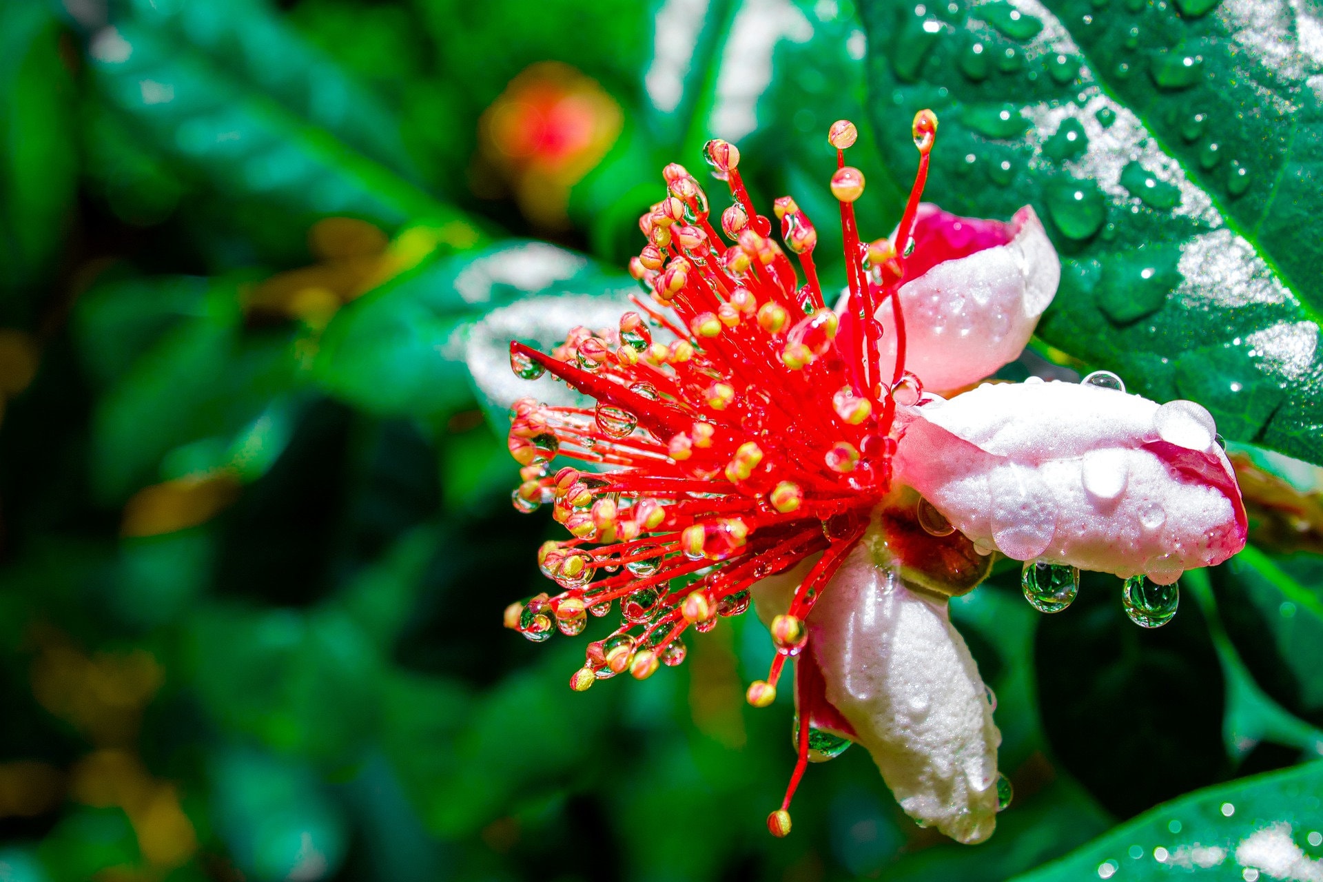 Dwarf Pineapple Guava tree {Feijoa sellowiana} Edible fruits and flowers | Showy blooms | 10+ seeds Free Shipping!  US seller US seed