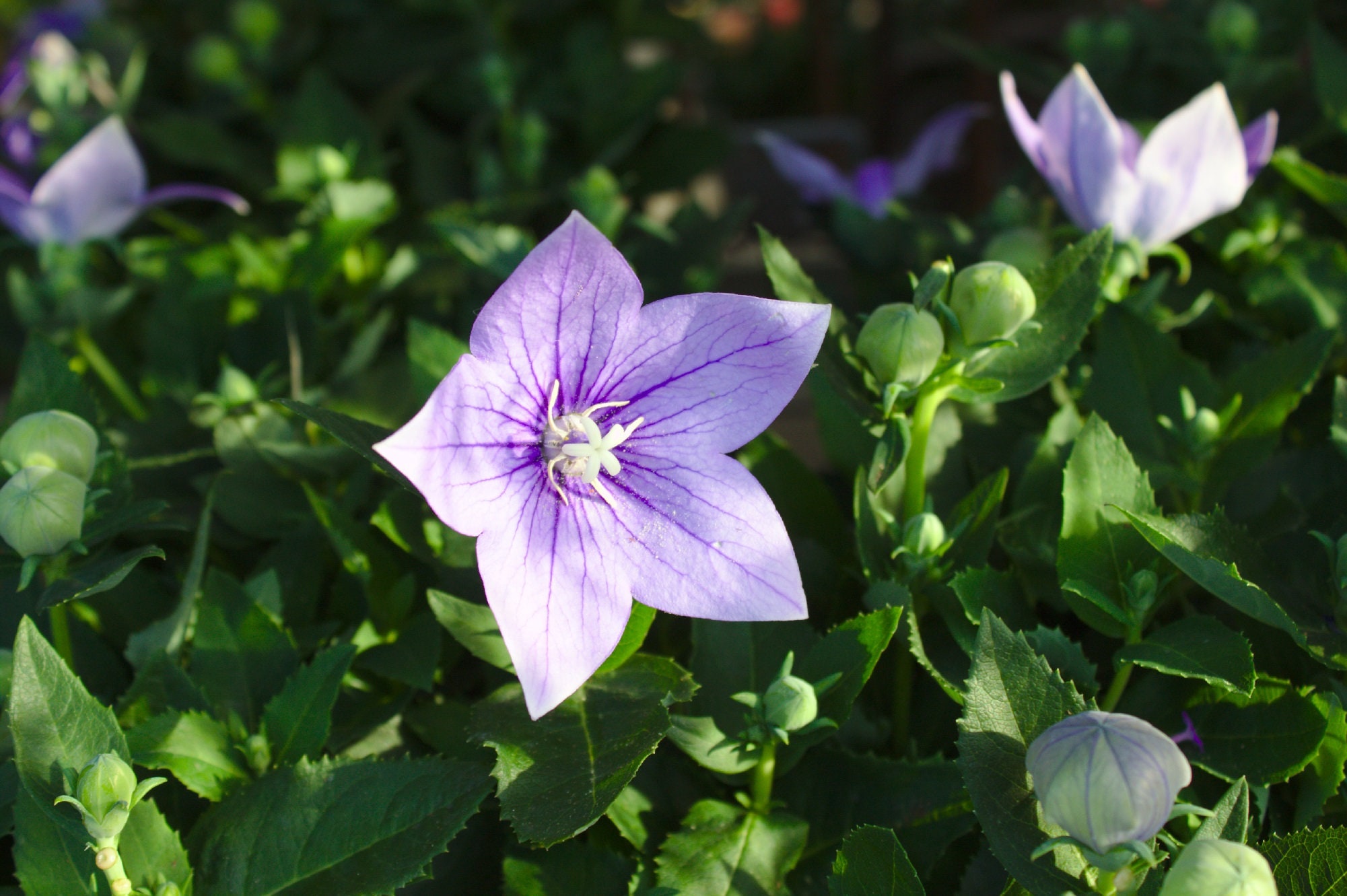 Balloon Flower {platycodon Grandiflorus} Florist Choice! Toraji