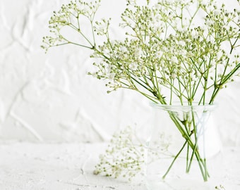 500+ Baby's Breath Seeds, White Flowers (Gypsophila Elegans) | Drought tolerant, Deer-resistant Showy Maiden's Breath