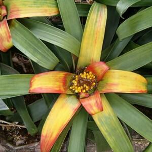 Bromeliad Guzmania teuscheri Ornate Houseplant Air purifying Showy Blooms Epiphyte Plant 5 seeds Free Shipping image 2