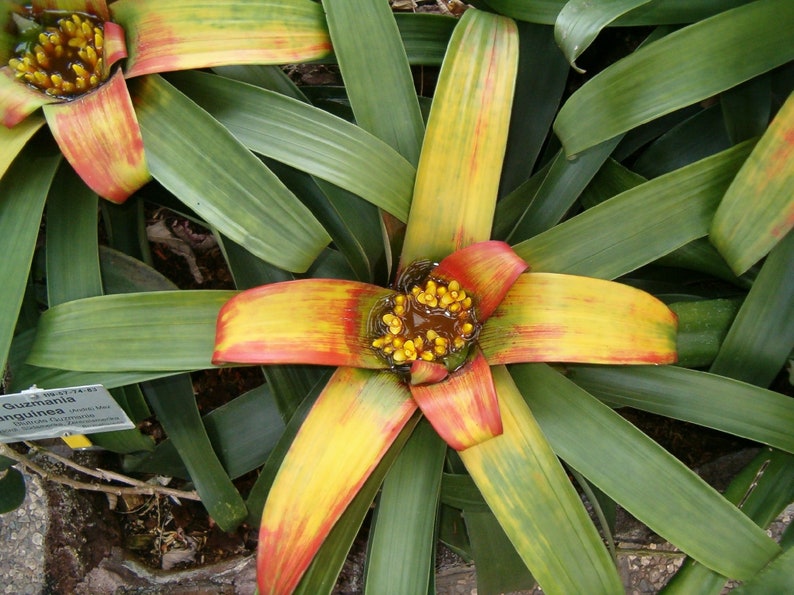 Bromeliad Guzmania teuscheri Ornate Houseplant Air purifying Showy Blooms Epiphyte Plant 5 seeds Free Shipping image 2
