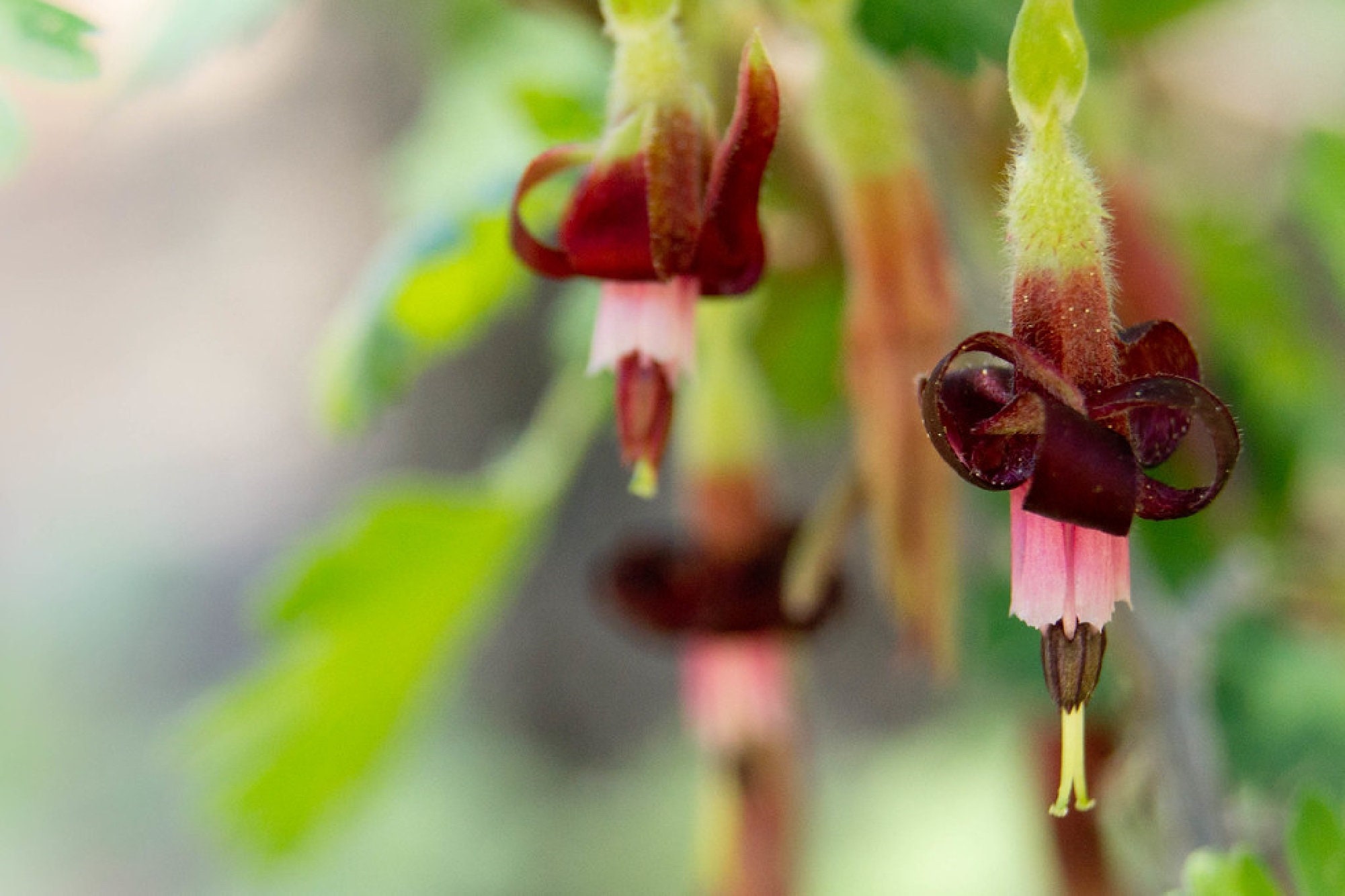 Organic Sierra Goosebery {ribes Roezlii} Edible Flowering Shrub ...