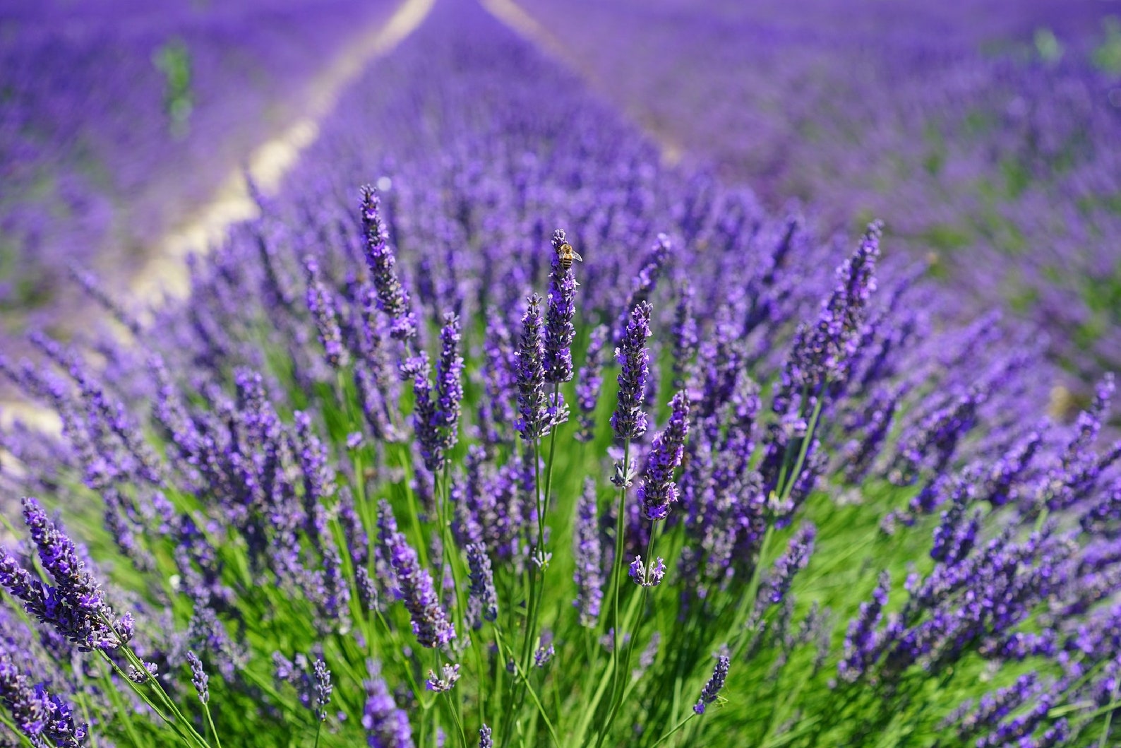 20 Culinary Lavender Spanish Eyes Lavender seeds Lavandula Etsy