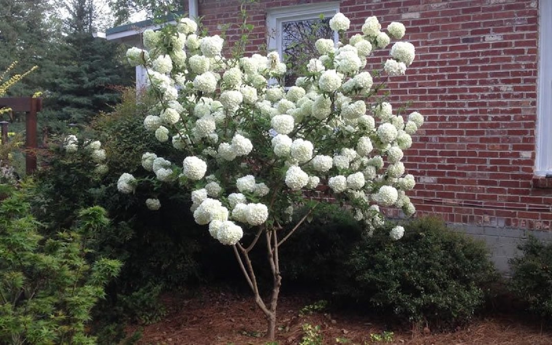 Chinese Snowball 40 Seeds viburnum Ichangense Fast Growing Ornate Showy