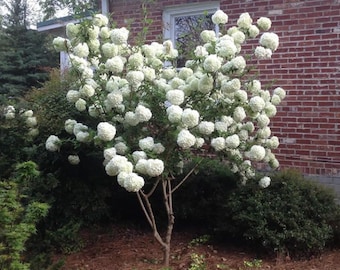 Chinese Snowball 40 + seeds {Viburnum ichangense} Fast Growing Ornate Showy Hedge | Cutting | Bonsai Favorite |  Free U.S. Shipping!