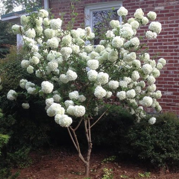 Chinese Snowball 40 + seeds {Viburnum ichangense} Fast Growing Ornate Showy Hedge | Cutting | Bonsai Favorite |  Free U.S. Shipping!