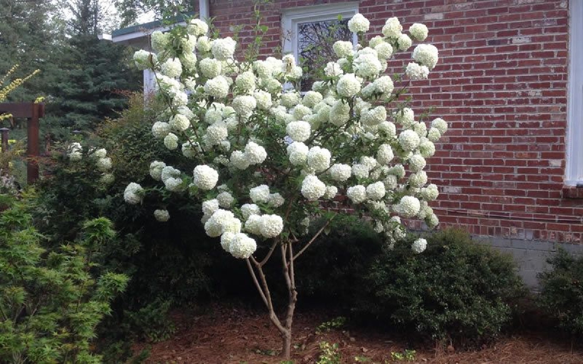 Snowball Viburnum Hedge