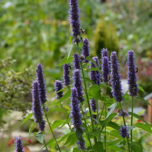 Korean Mint {Agastache rugosa} Tea Alt | Edible | Herbal | Heirloom | 100+ seeds Free US shipping US seed