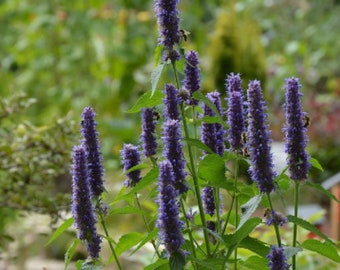 Korean Mint {Agastache rugosa} Tea Alt | Edible | Herbal | Heirloom | 100+ seeds Free US shipping US seed