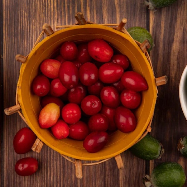 Organic Cornelian Cherry Tree {Cornus Officinalis} | Indoor Outdoor | Patio | Bonsai | Heirloom NON GMO | 40 seeds Free Shipping