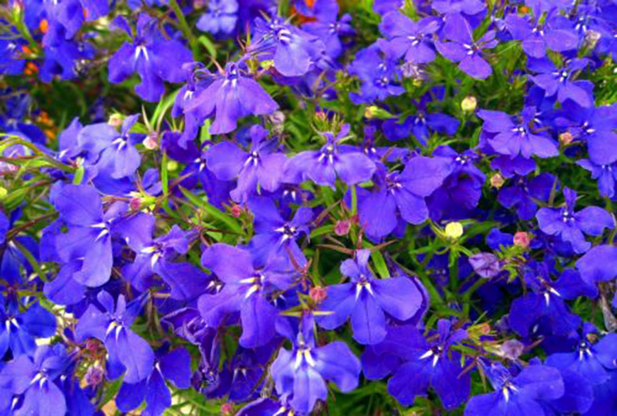 100 Blue Carpet Lobelia Erinus Flower Seeds Ground Cover or Etsy