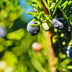 Une graine Genévrier Arbre sacré Juniperus monosperma Vivace médicinale à feuilles persistantes 5 graines LIVRAISON GRATUITE image 2