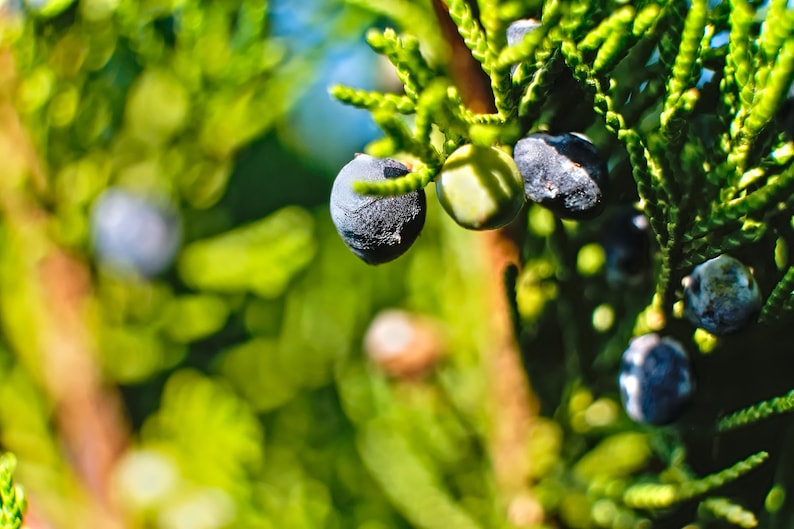 One Seed Juniper Sacred Tree Juniperus monosperma Evergreen Medicinal Perennial 5 seeds FREE SHIPPING image 2