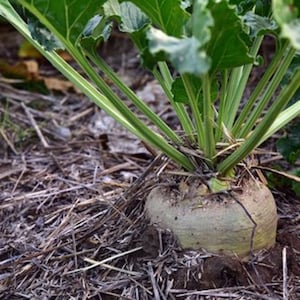 Sugar Beet {Beta vulgaris} 500+ seeds| Heirloom NON-GMO: Make Your Own Sugar (Attracts Deer Too)