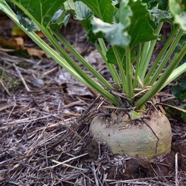 Sugar Beet {Beta vulgaris} 500+ seeds| Heirloom NON-GMO: Make Your Own Sugar (Attracts Deer Too)