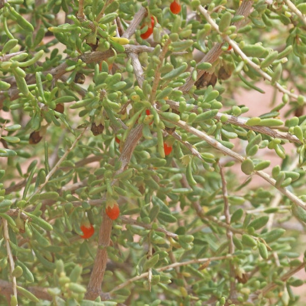 Desert Tomato {Lycium andersonii} Edible | Fruiting Shrub | Drought Tolerant | Deciduous | Heat Tolerant 50+ seeds w chaff Free Shipping!