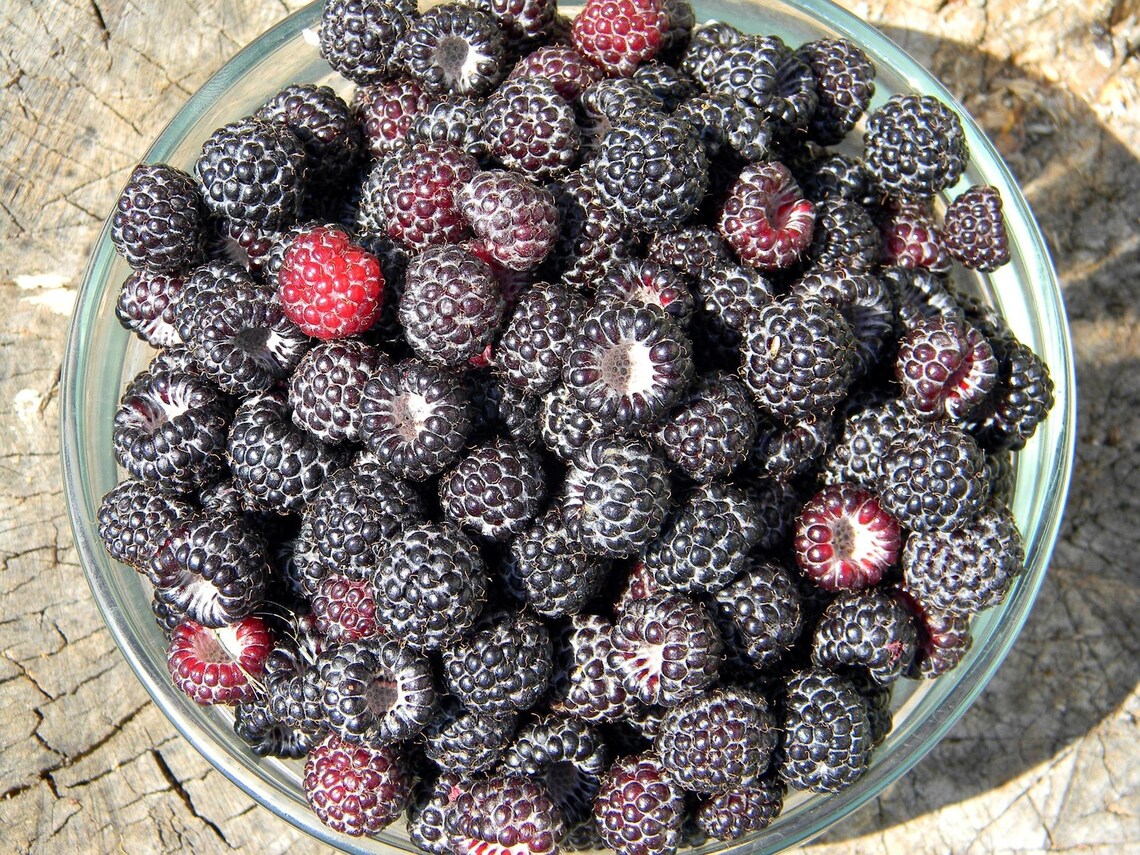 Organic Whitebark Raspberry {rubus Leucodermis} 40+ Seeds 2nd Year ...