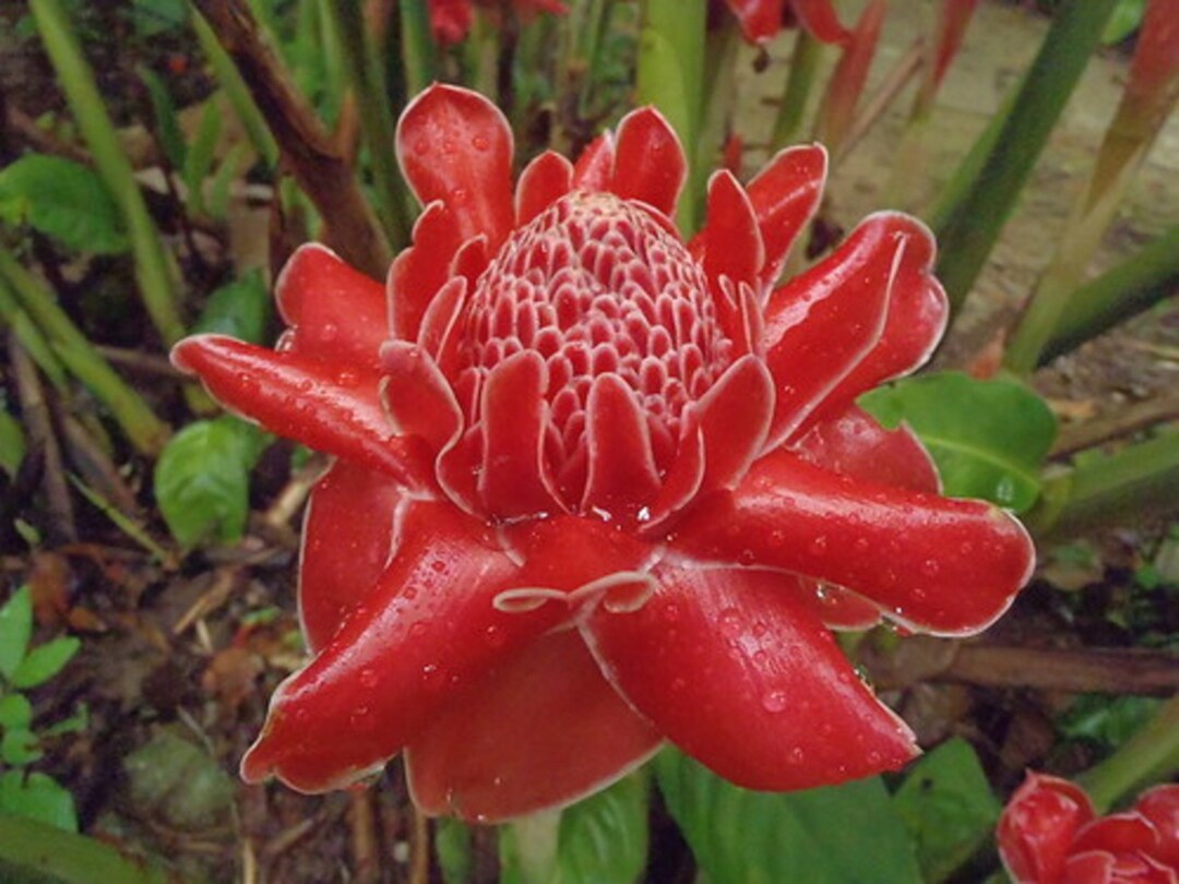 Red Torch Ginger etlingera Elatior Organic Edible Flowers Edible Root