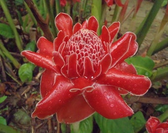 Red Torch ginger {Etlingera elatior} Organic | Edible Flowers | Edible Root | Exotic Landscaping | Tropical Beauty | 10 seeds Free Shipping!