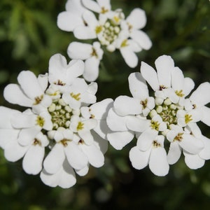 Candytuft Empress Rocket Flower Seeds - 250+ Seeds, USA Grown, Fast Shipping